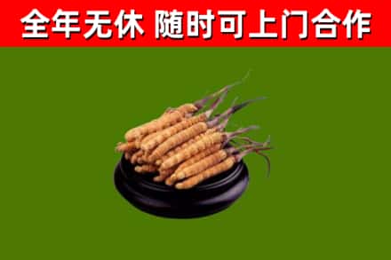 连城回收散虫草