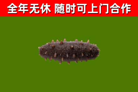 连城回收海参干